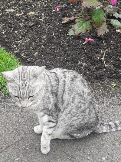 A light gray cat with white stripes on the back