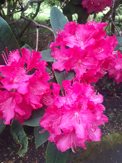 A bright pink flower in a green house