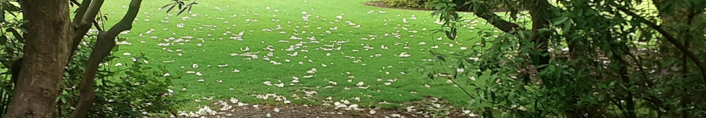 A pathway with overanging trees making a natural looking doorway